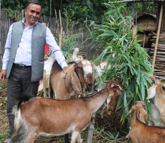 ‘दिनभर जनताको काममा, साँझ–विहान वाख्रा फर्ममा’ : वडाध्यक्ष ढकाल