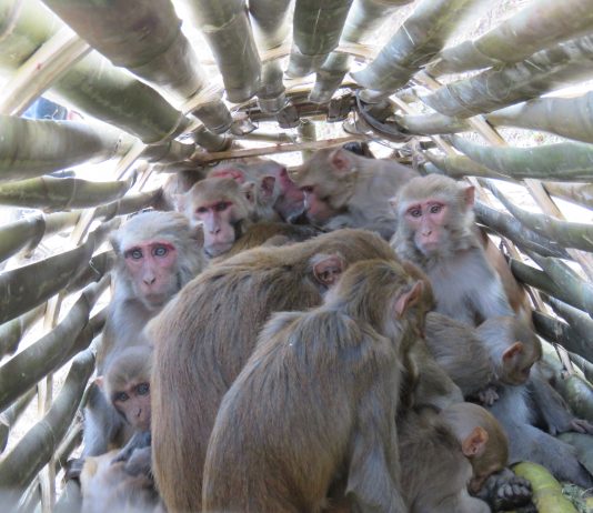 किसानलाई हैरानी दिने वाँदर धमाधम समातिँदै, ६ दिनमै ६५ समातिए, यसरी समातिन्छ वाँदर हेर्नुहोस भिडियो :