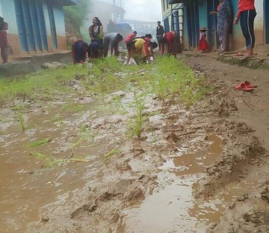 दिक्तेल घर अगाडीको सडकमा रोपाई गरिएपछि जिल्लाभरी चर्चा र विवाद चुलियो