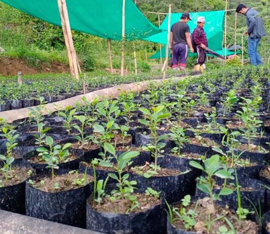 च्यानडाँडाका किसानद्वारा कागतीको नर्सरी उत्पादन