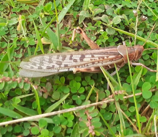 एक हजार किलो सलह ल्याए, एक लाख नगद