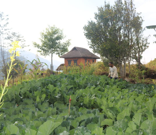 उत्पादन बढ्यो, आम्दानी बढेन