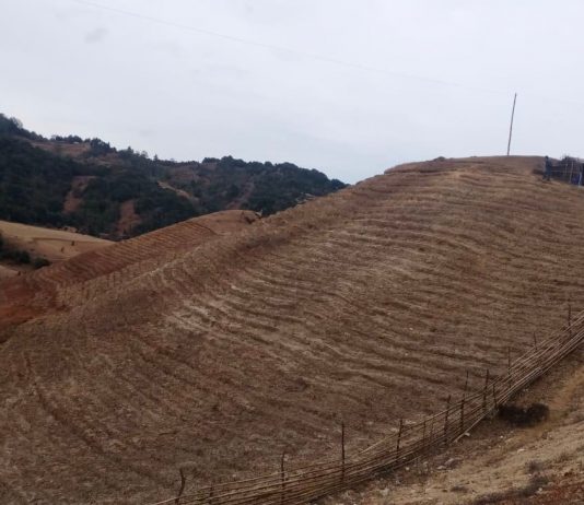 मुन्धुम पदमार्गको मुखैमा चिया खेति : कृषि पर्यटन प्रर्वद्दनमा साकेला गाउँपालिका