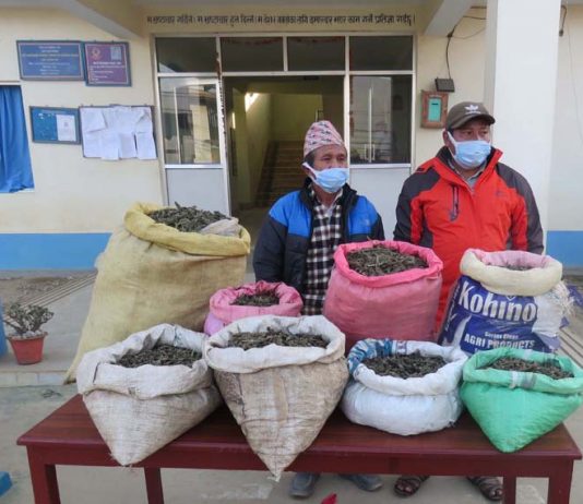 अवैध गाँजासहित धमाधम पक्राउ