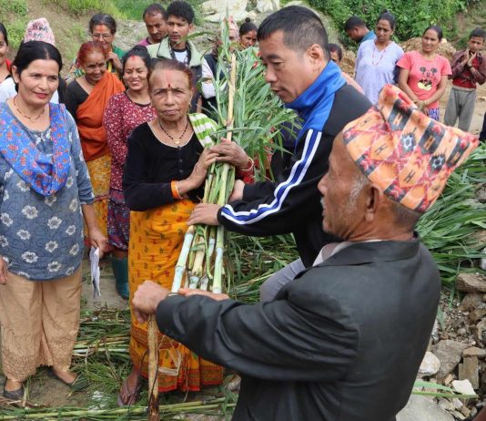 आफ्नो तलबवाट घाँसको बिरुवा बितरण गर्दै उपमेयर राई