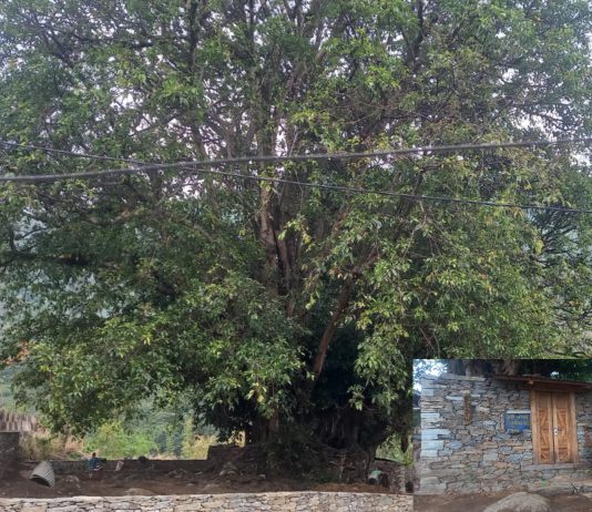 तीनसय बर्ष पुरानो साकेलाथान संरक्षणमा सोदेल किम खोटाङ