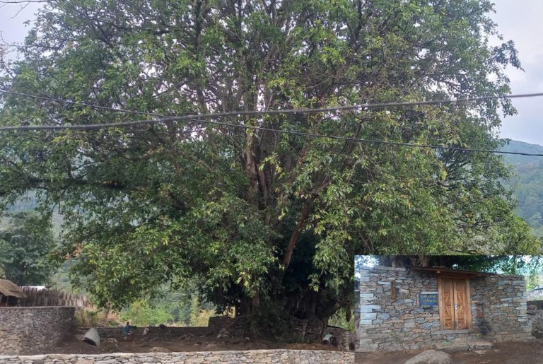तीनसय बर्ष पुरानो साकेलाथान संरक्षणमा सोदेल किम खोटाङ