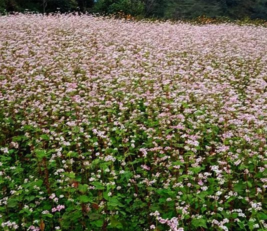 बाँझो जमिन उपयोग गरेर फलाइयो तिते फापर